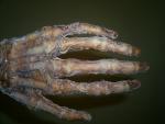 Prop Skeleton Hand