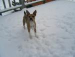 Scout in the snow