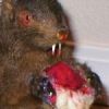 Cannibal Squirrel Cannibal Squirrel