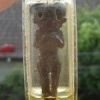 Two-Headed Fetus Pendant Two-Headed Fetus Pendant