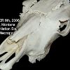 Cow Skull