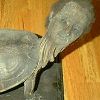 Turtle Boy