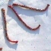 Christmas Penis Bones